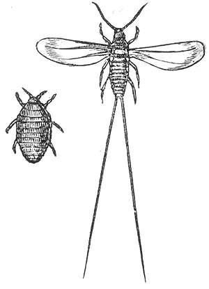 <span class="mw-page-title-main">Cochineal</span> Species of insect producing the crimson dye carmine