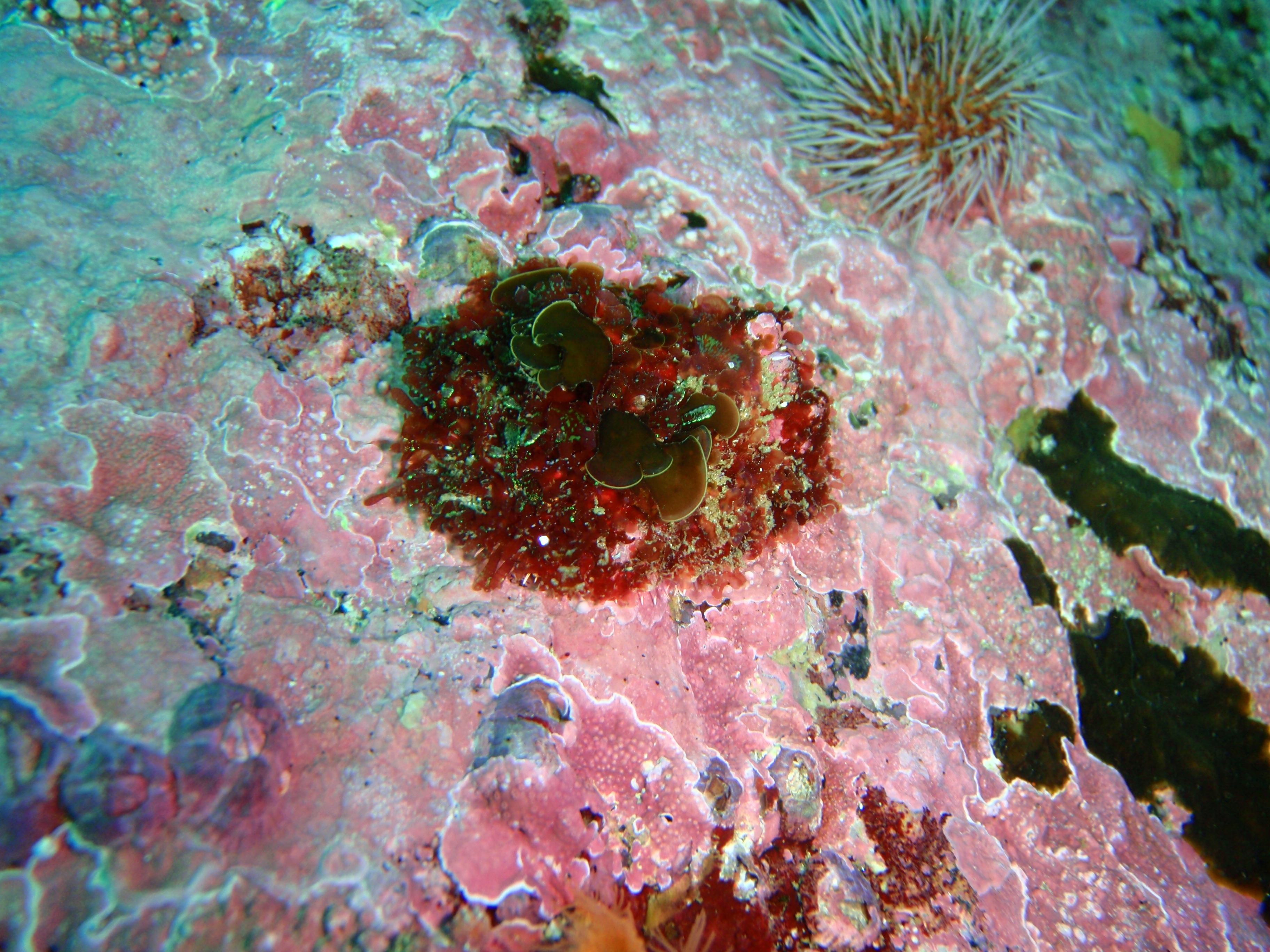 Водоросли в протерозое. Красные водоросли протерозой. Coralline algae. Красные водоросли на камнях. Древние красные водоросли.