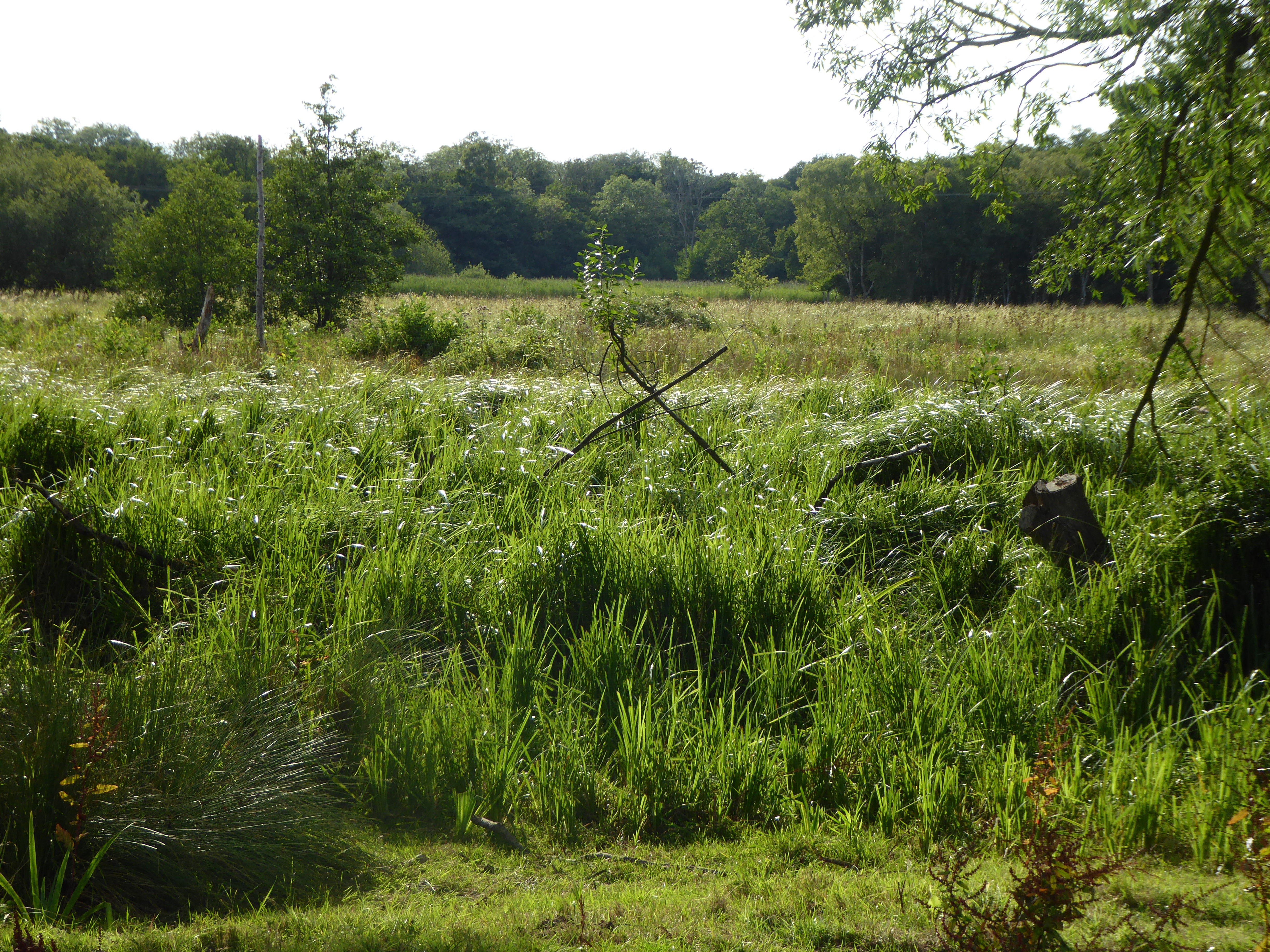 Decoy Carr, Acle