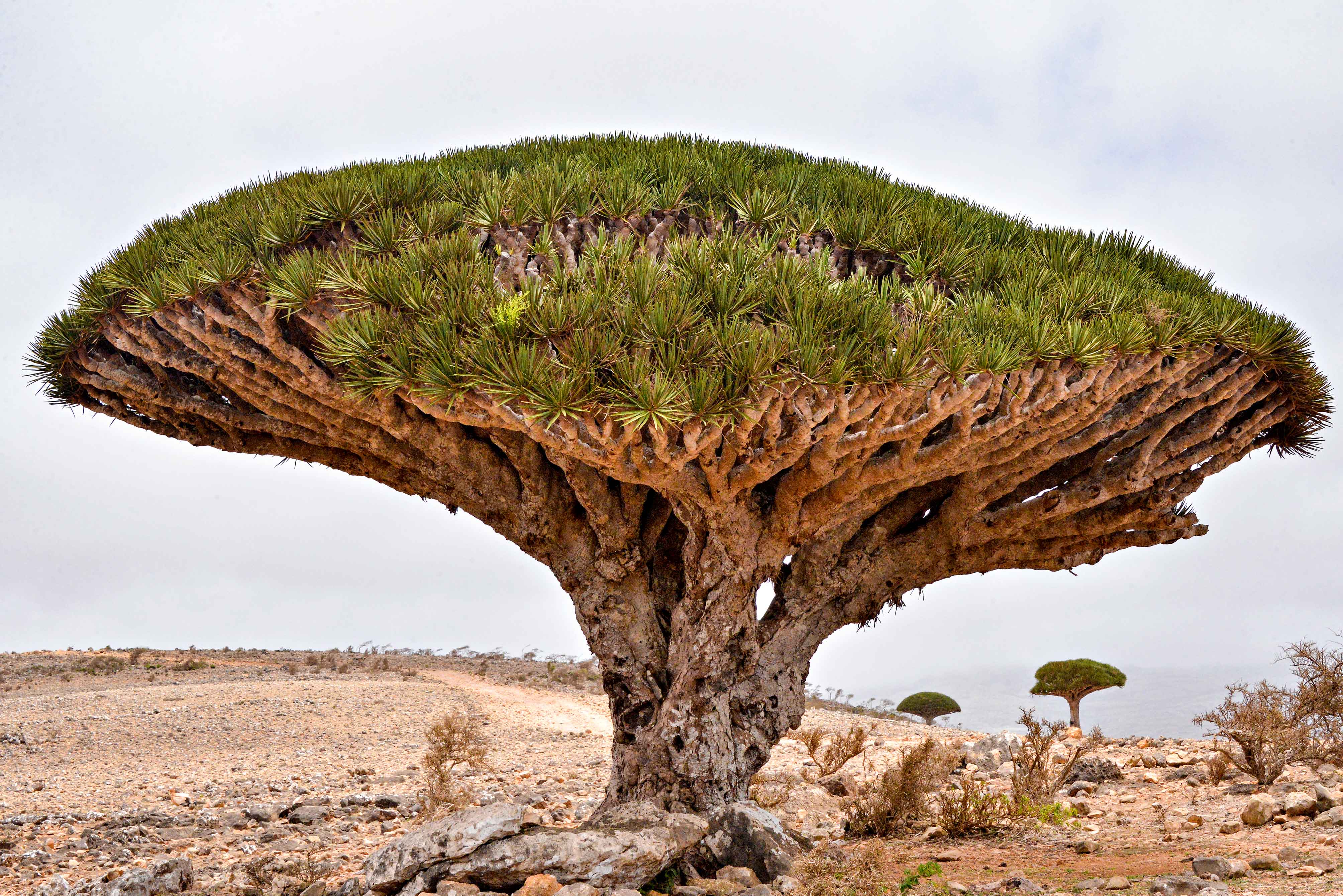 File Dragon S Blood Tree Jpg Wikimedia Commons