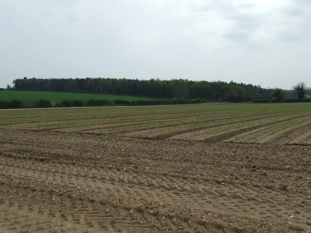 File:Edward's Plantation - geograph.org.uk - 790556.jpg