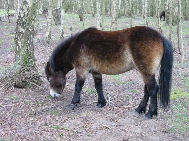 Exmoor ponies at Skipwith Common - geograph.org.uk - 645151