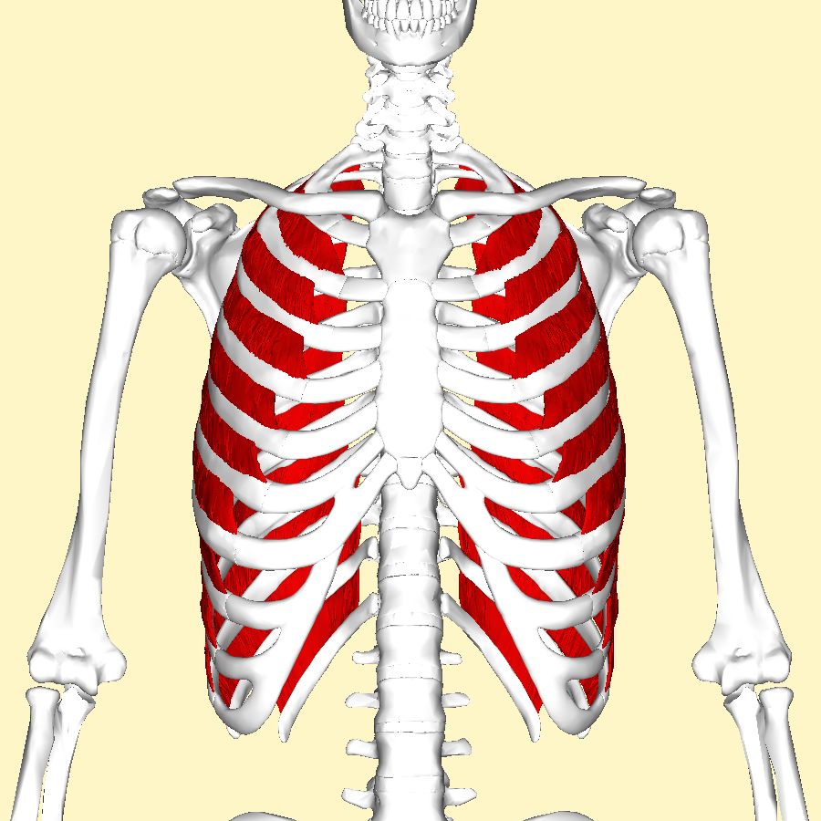 external intercostal muscles