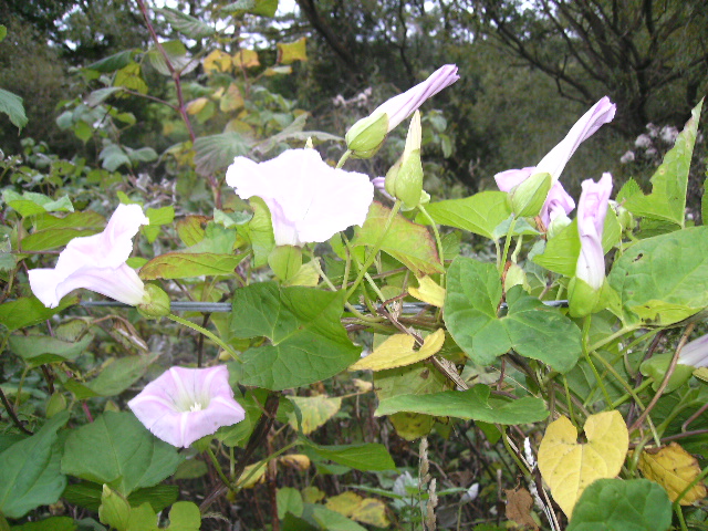 File:Field Bindweed - geograph.org.uk - 579756.jpg