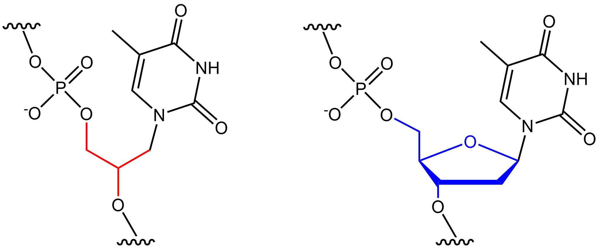 monomer of nucleic acids