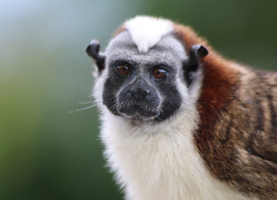 File:Geoffroy's tamarin.png - Wikimedia Commons