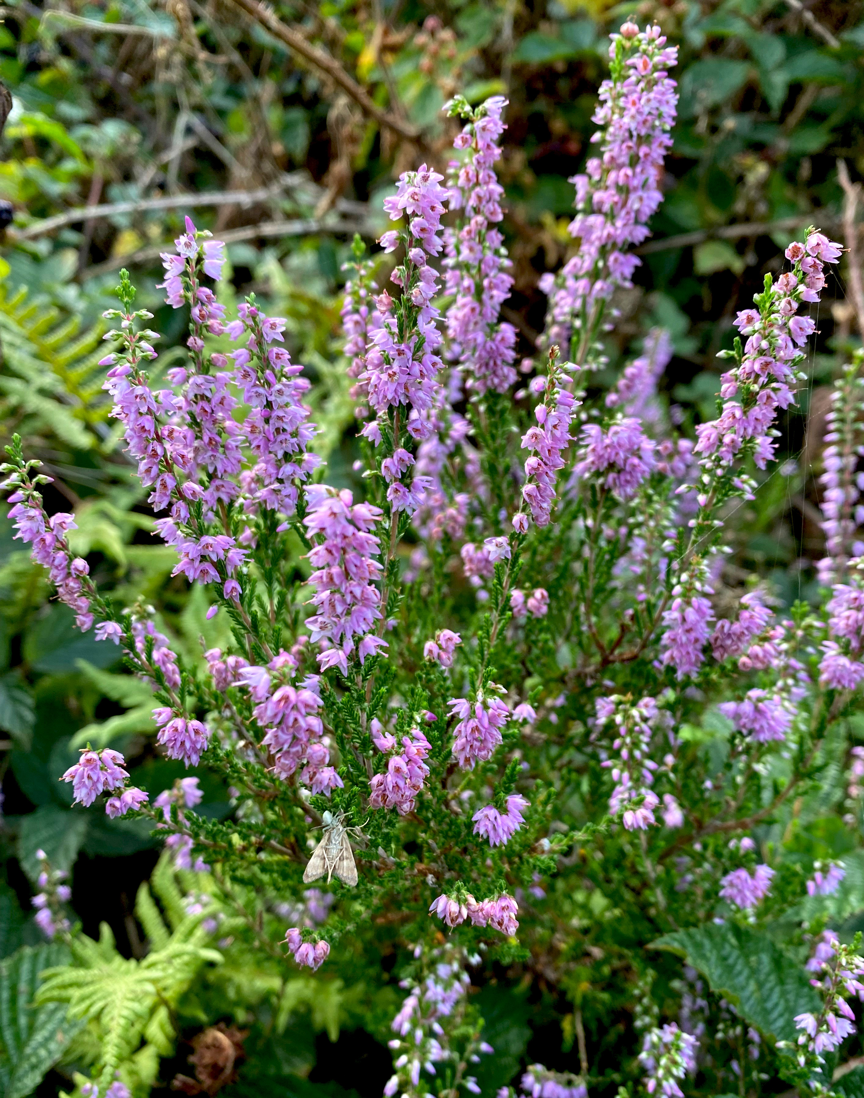 Calluna - Wikipedia