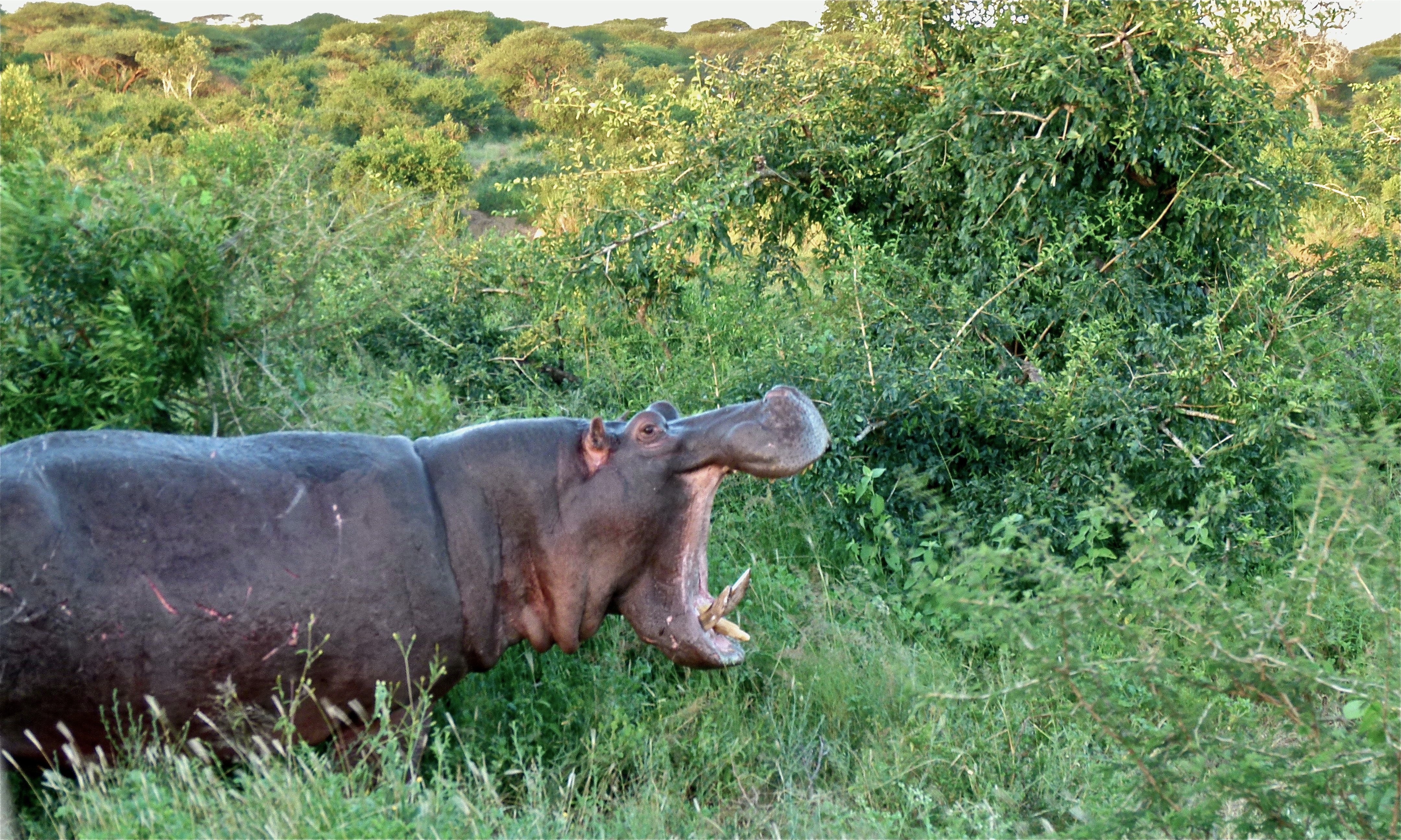 Hippo (Hippopotamus amphibius) (6021583345).jpg