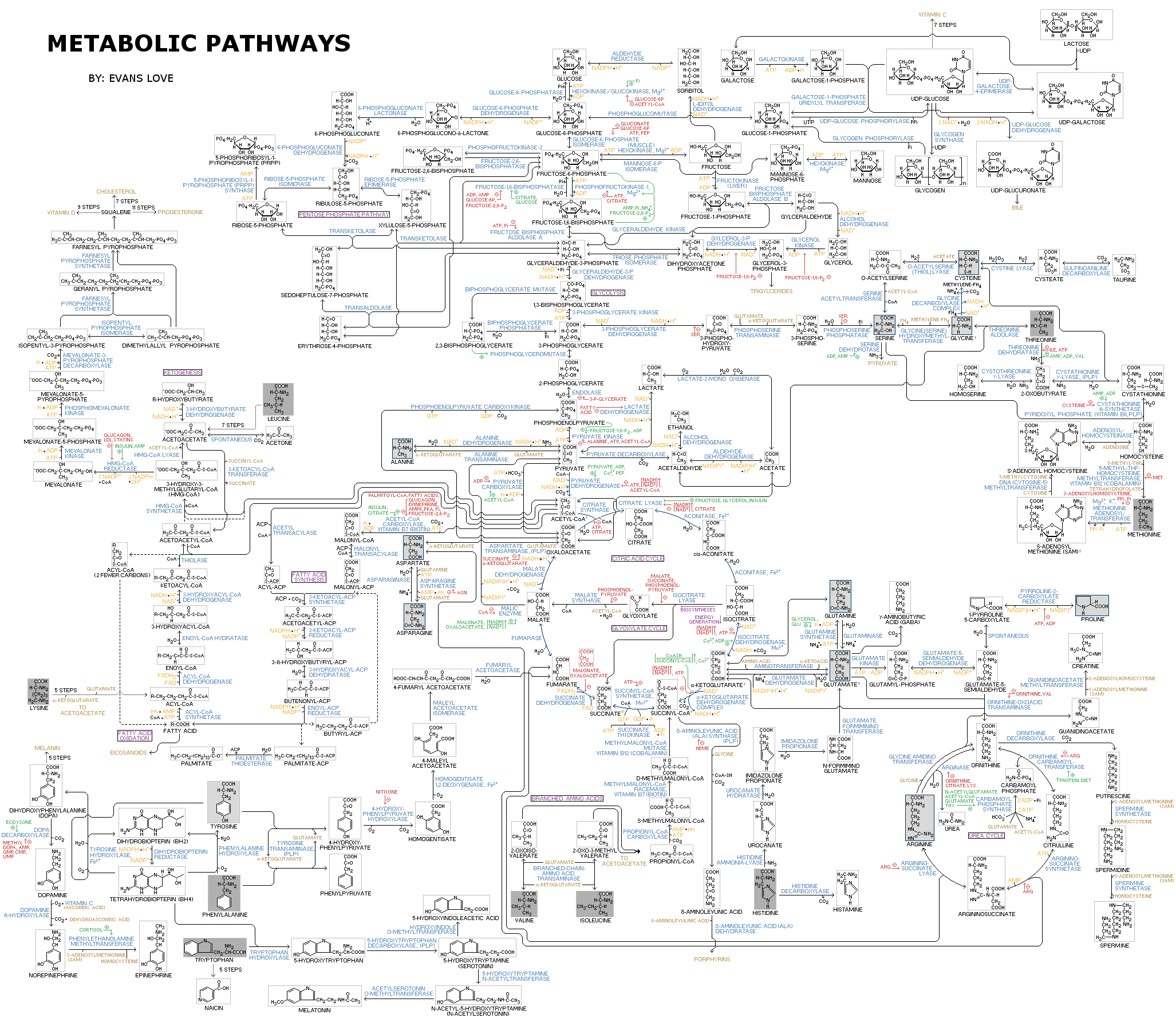 Chart Of Metabolic Pathways