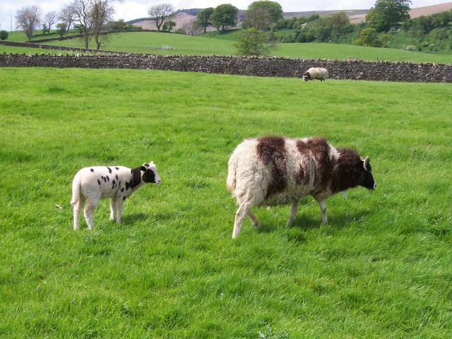 File:Jacob Sheep - geograph.org.uk - 441039.jpg