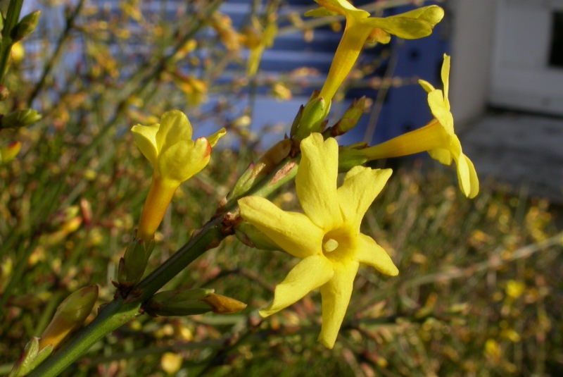 Jasmine / RHS Gardening