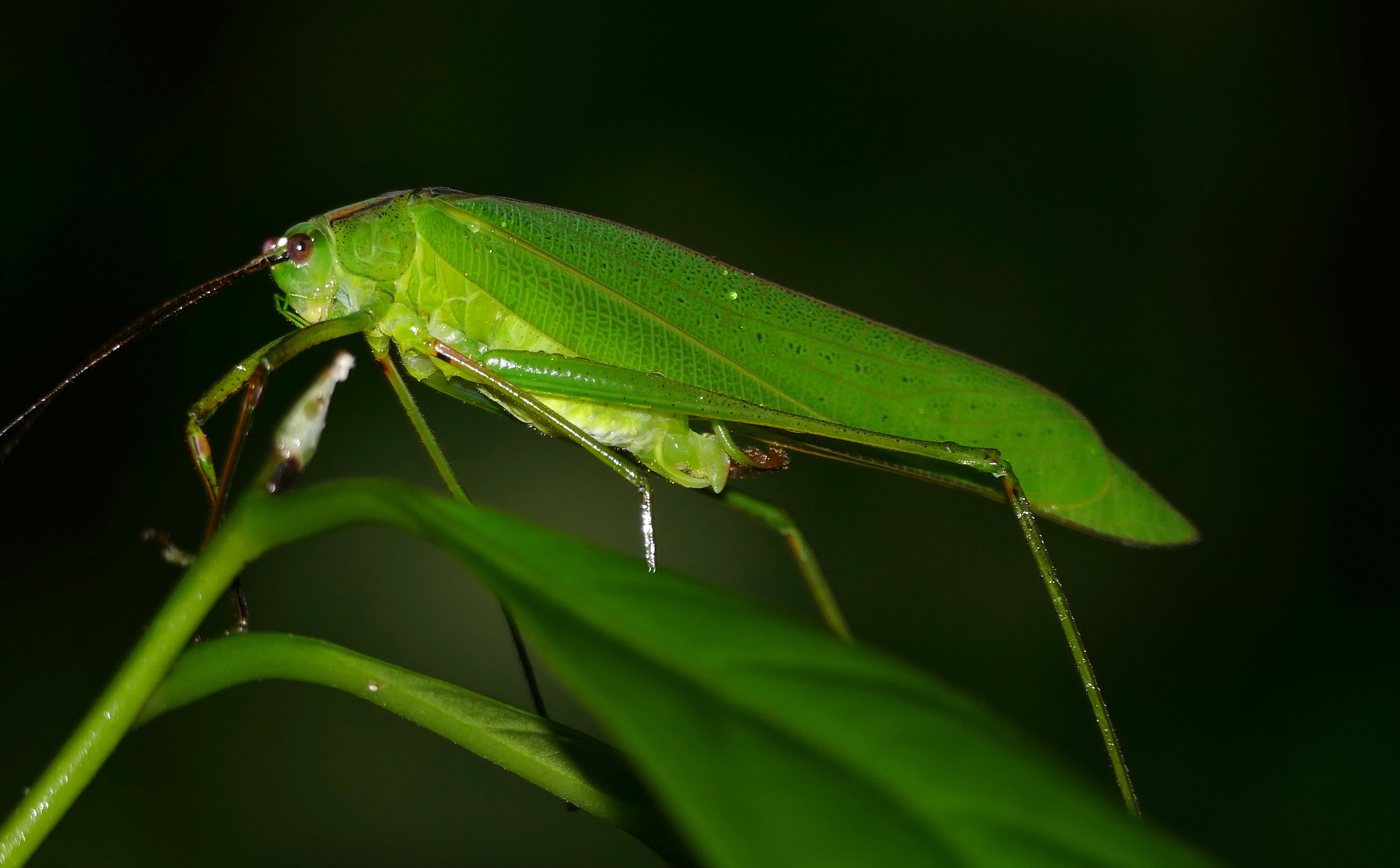 Katydid (Tettigoniidae) (22524291743) (2).jpg