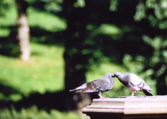 File:Kissing Pigeons.jpg