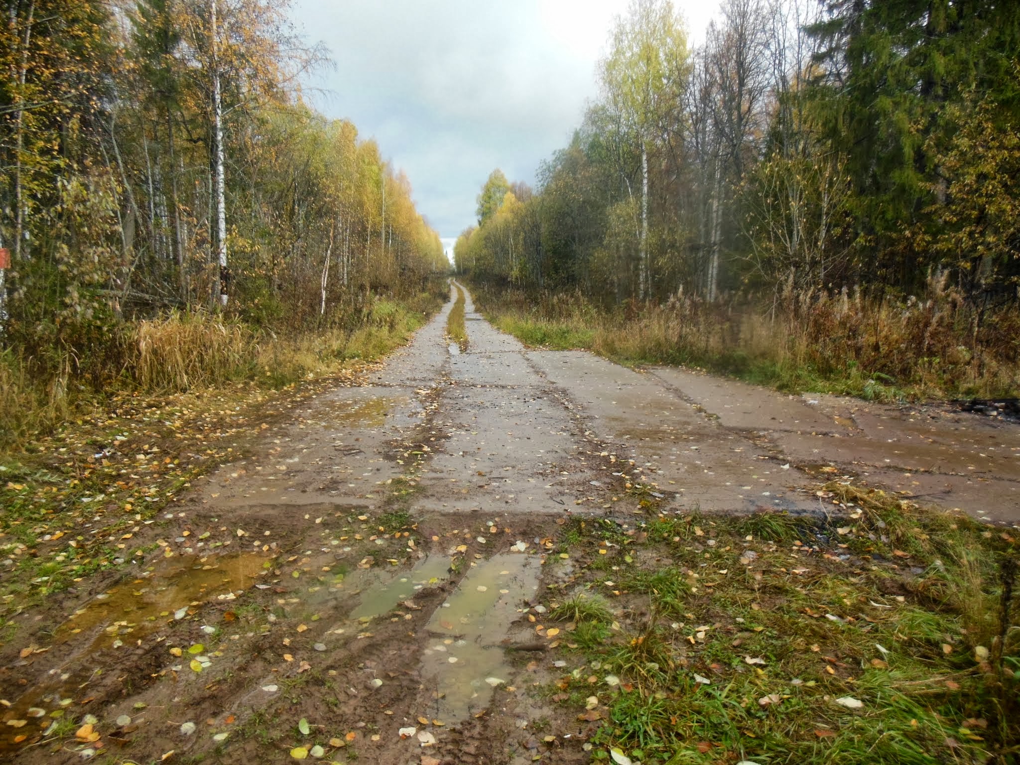 Камеры пермский край. Полис Горнозаводск Пермский край. Горнозаводск Пермский край лес фото.