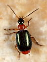 Lebia abdominalis.jpg