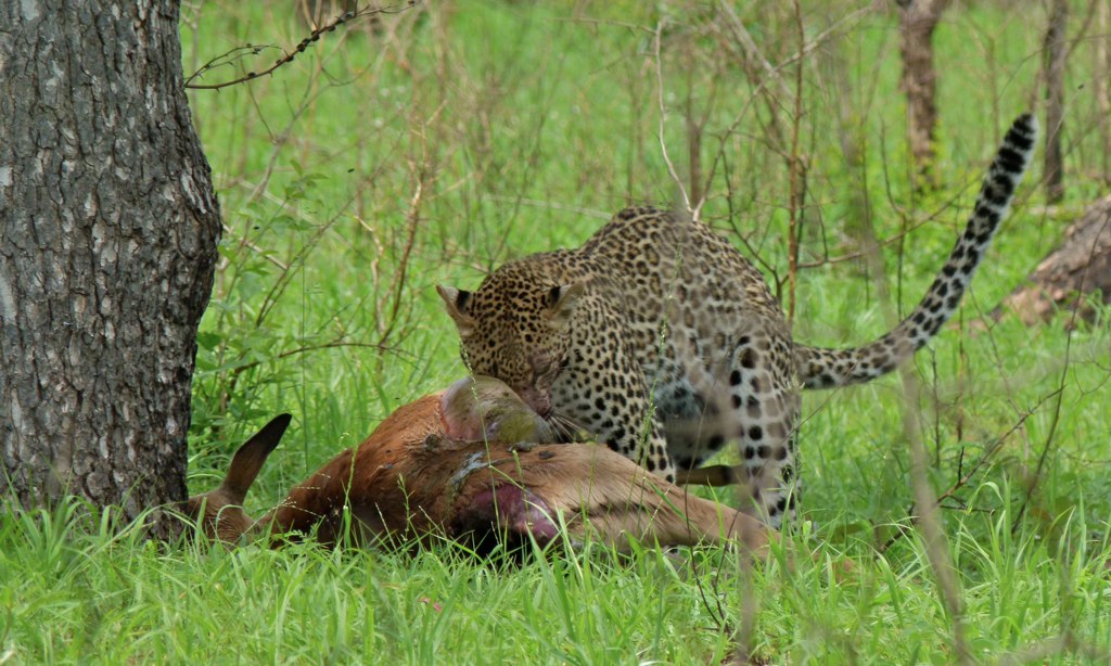 Leopard with kill (Panthera pardus) (5984987852).jpg