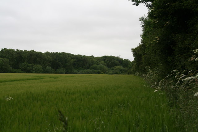 Looking from the Willoughby Branch Line Neutral Grassland Local Nature Reserve towards Plains Holt - geograph.org.uk - 4040361