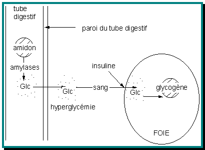 File:Métabolisme-Image062constituants.gif