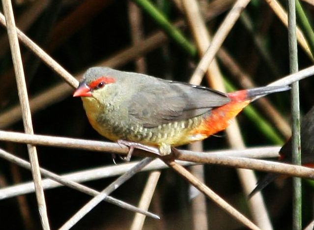 File:Male Zebra Waxbill (Sporaeginthus subflavus).jpg