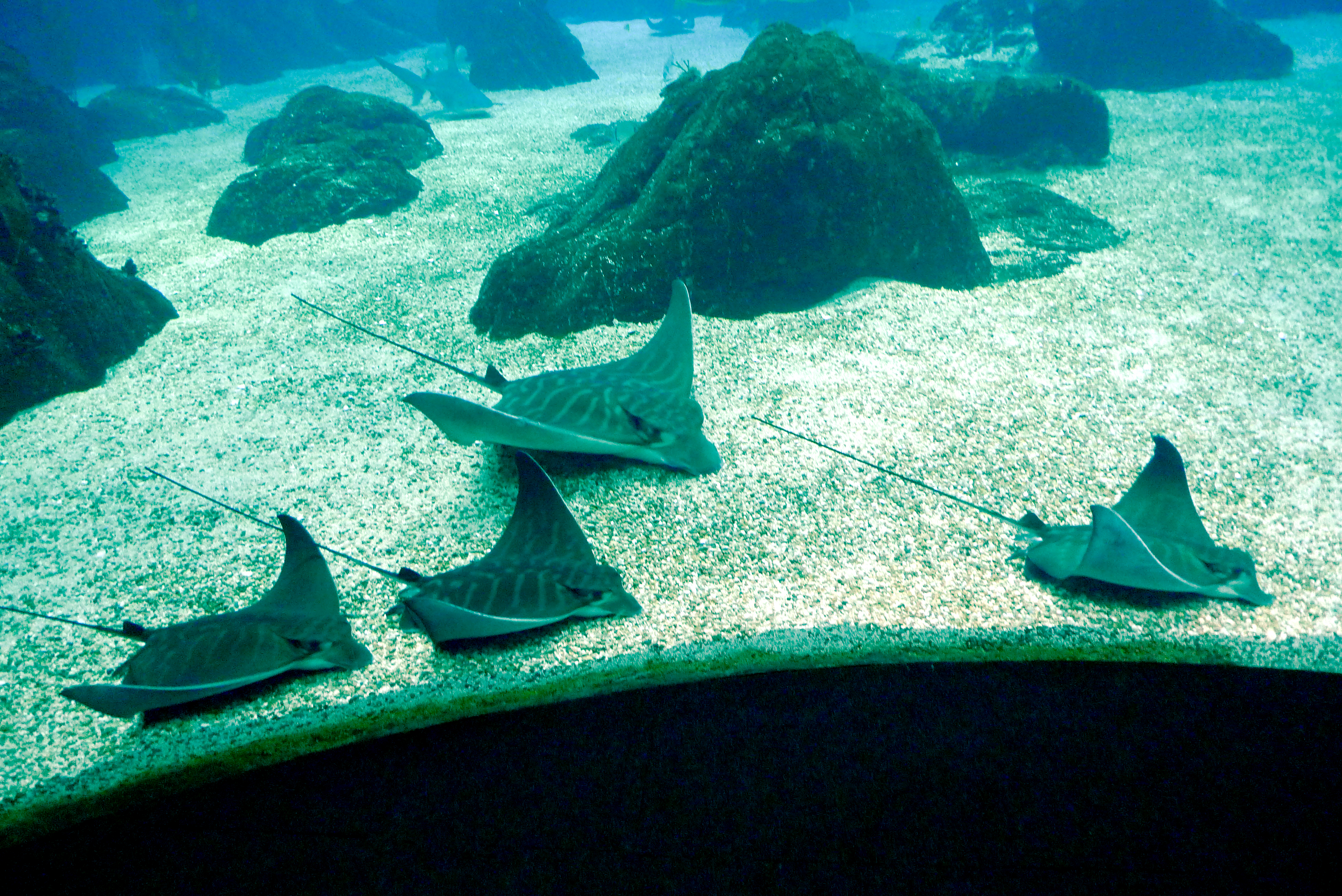 spotted eagle ray facts