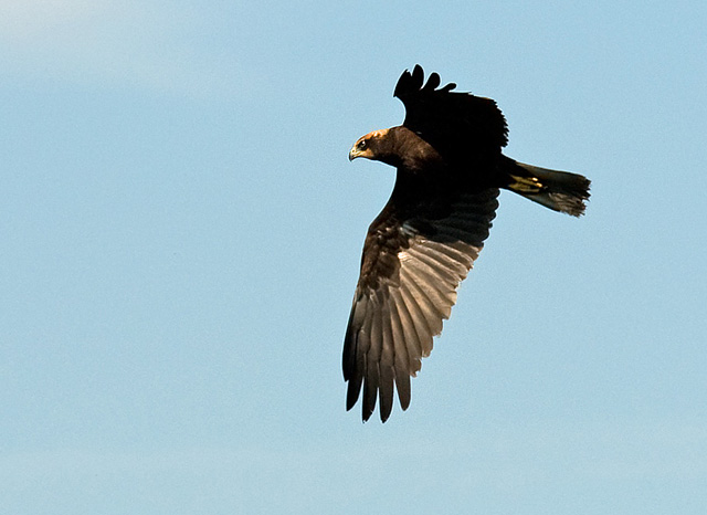 File:Marsh Harrier - geograph.org.uk - 923027.jpg