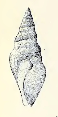 Megasurcula tremperiana