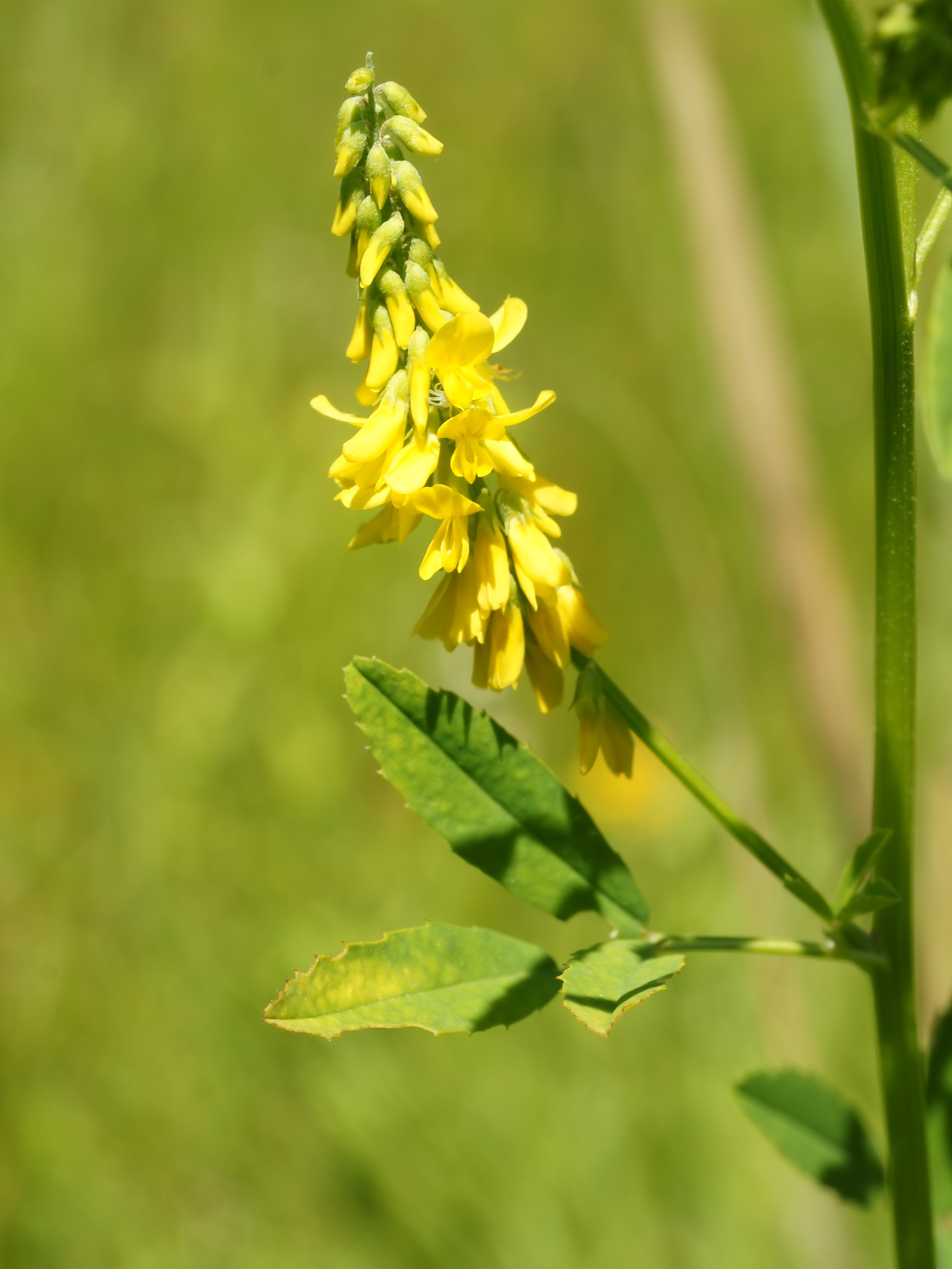 Медоносные бобовые. Донник Melilotus officinalis. Донник лекарственный желтый. Донник буркун. Полынь донник.