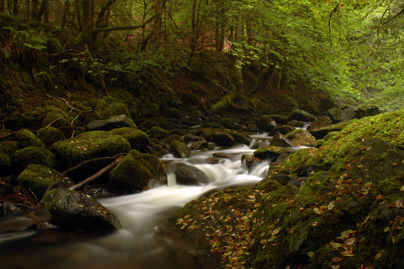 Moniack Burn