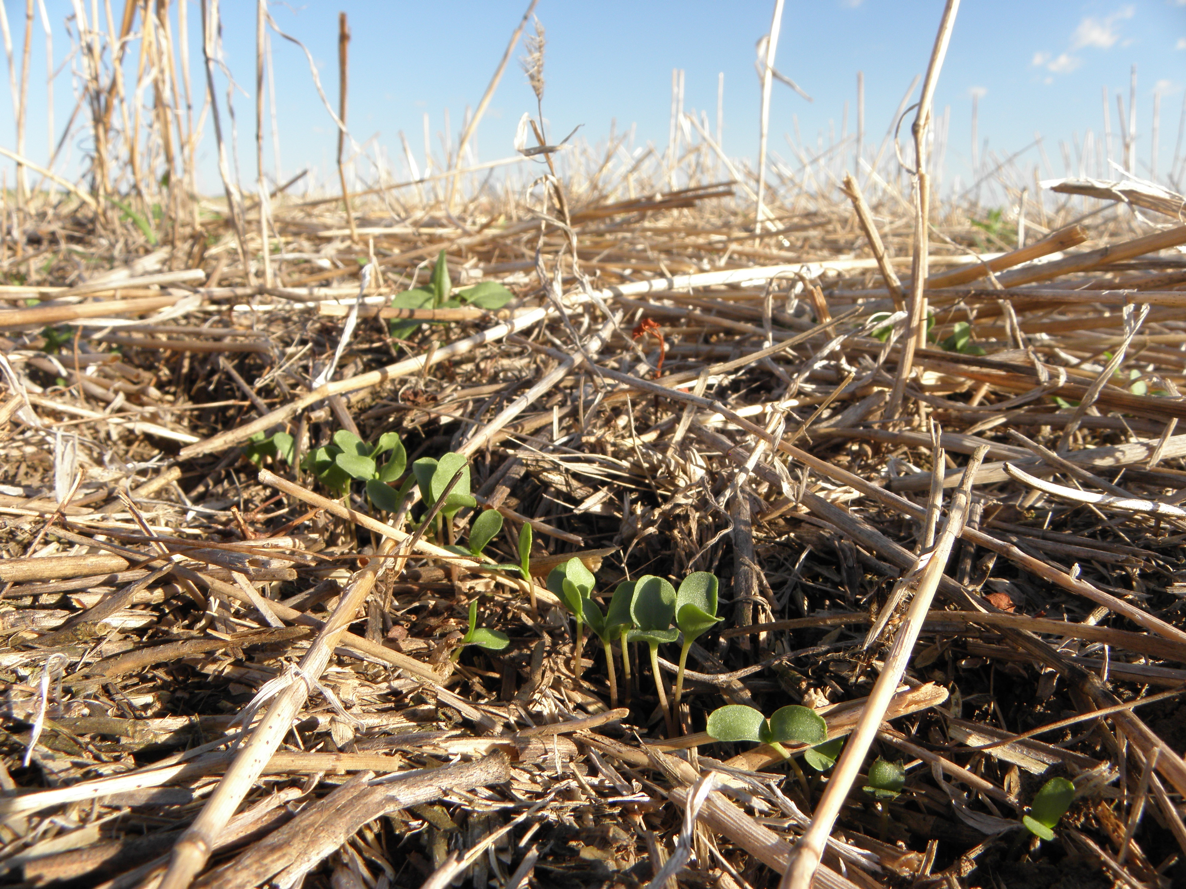 Crop cover is more important than rotational diversity for soil  multifunctionality and cereal yields in European cropping systems