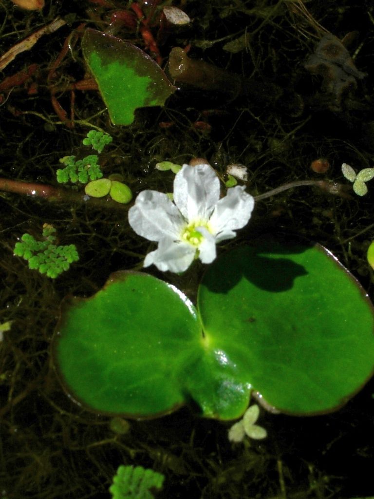 龍骨瓣莕菜 維基百科 自由的百科全書