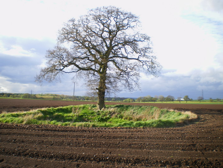 File:Oak tree and a small pond on the county boundary - geograph.org.uk - 1834732.jpg