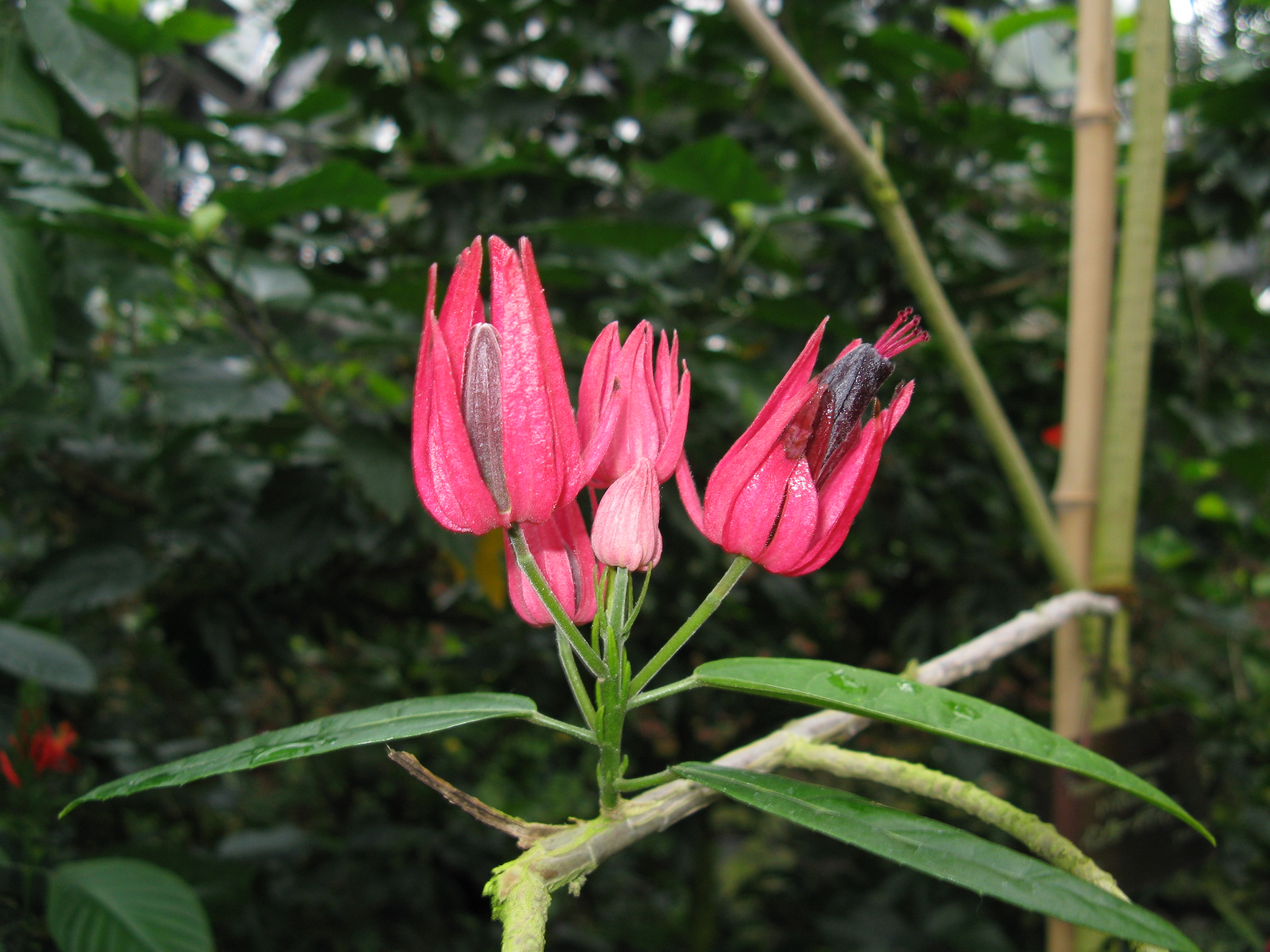 Goethea strictiflora