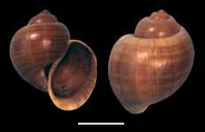 apertural and abapertural view of the shell of endemic Cuban species Pomacea poeyana Pomacea poeyana shell.png