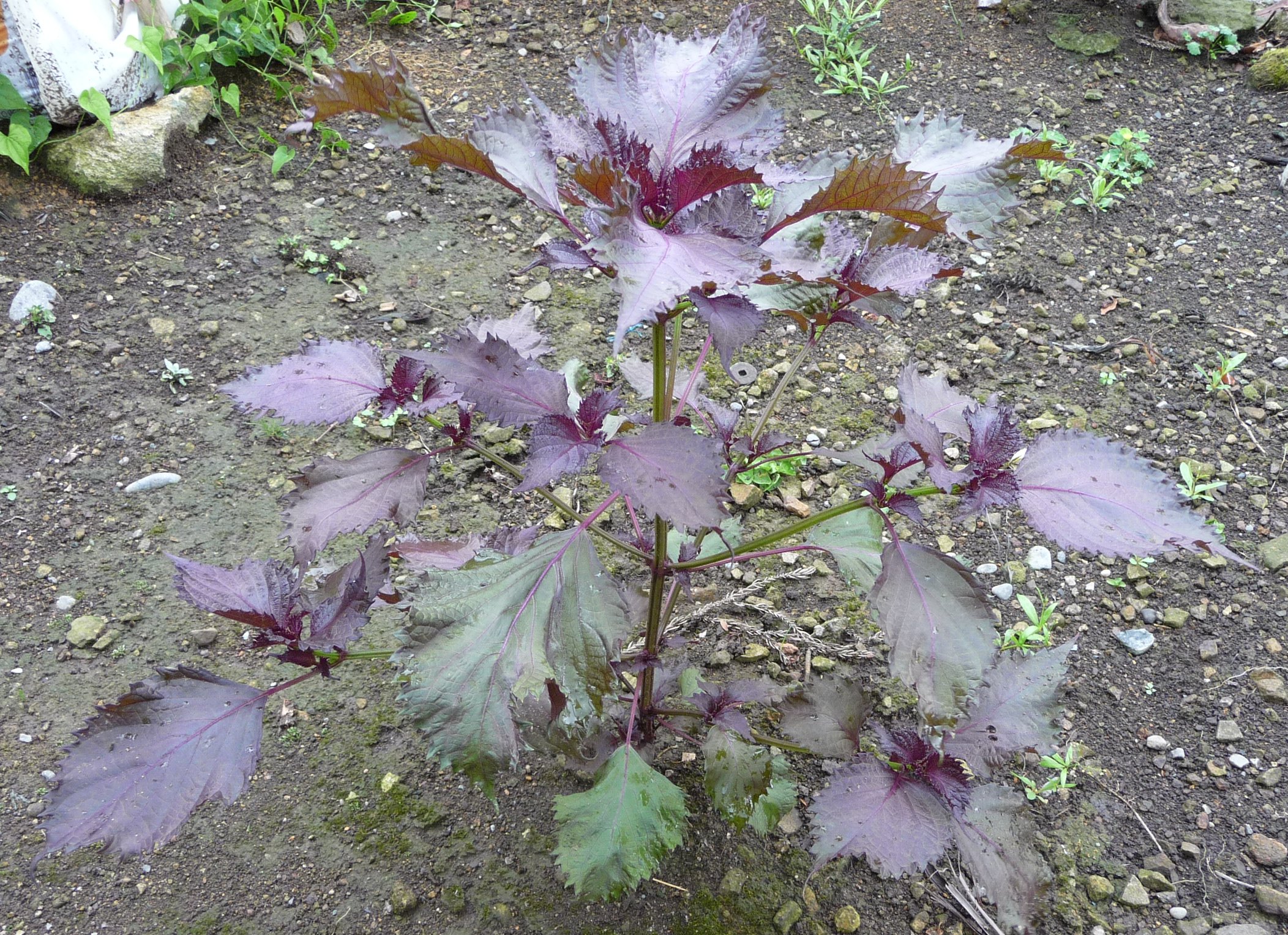 Перилла кустарниковая курчавая (Perilla frutescens var.crispa) (пурпурная листва)