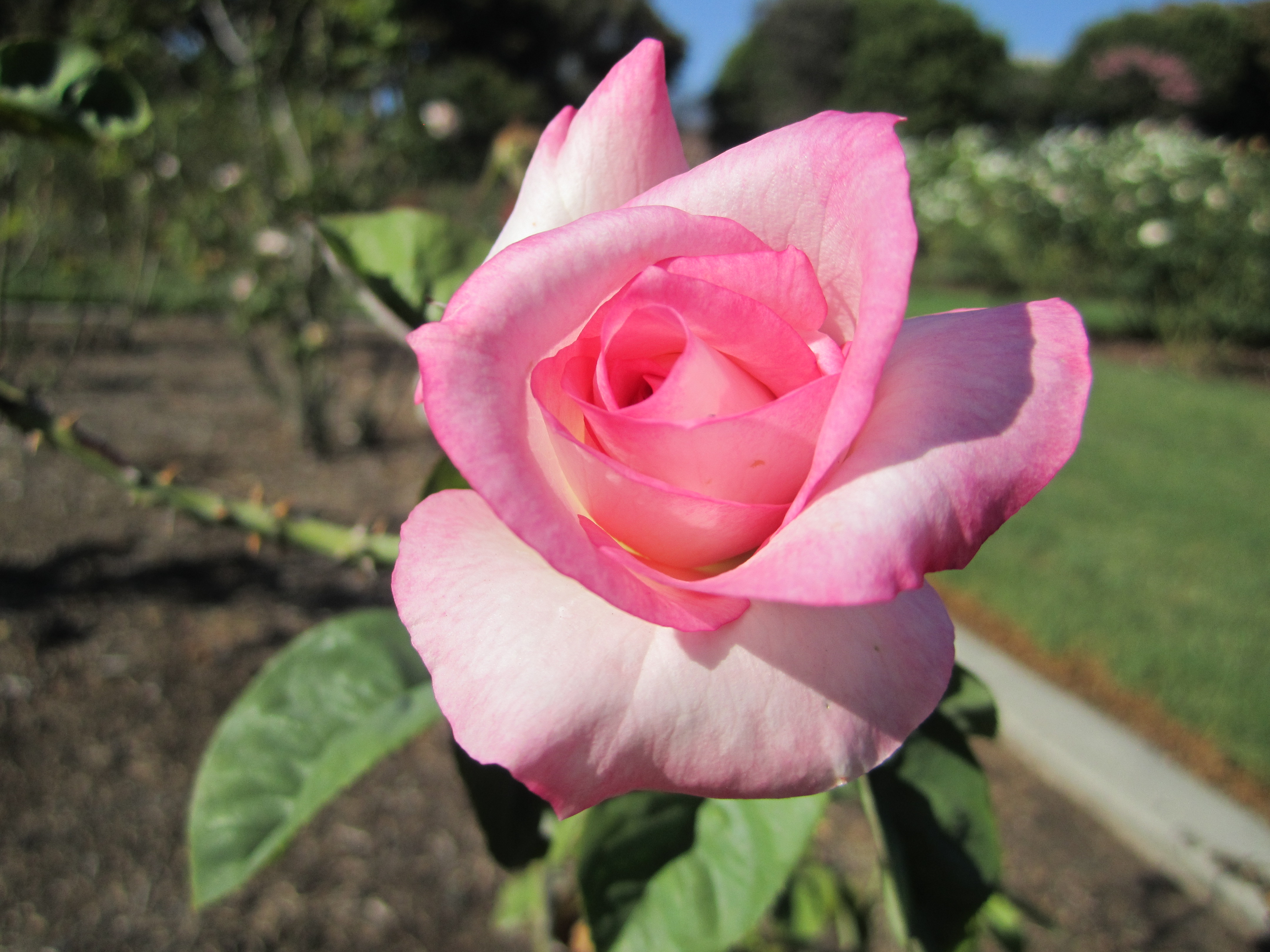 File Rose In Exposition Park Rose Garden Jpg Wikimedia Commons