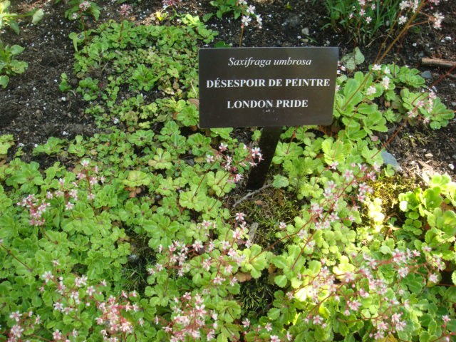 File:Saxifraga umbrosa.jpg