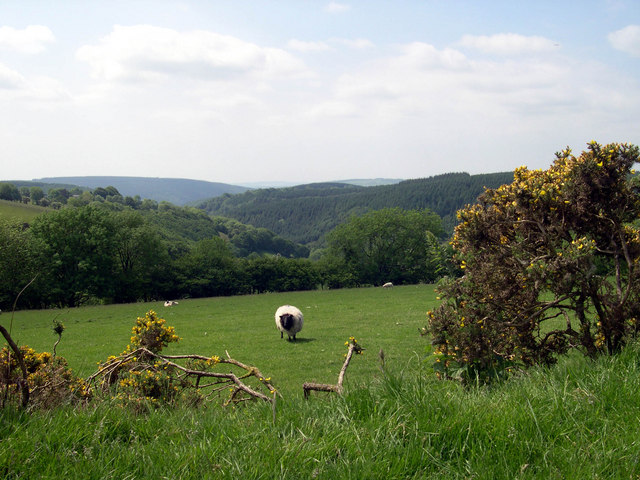 Sheep graze above valley. - geograph.org.uk - 1337608