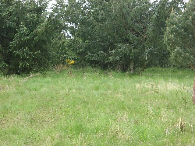 File:Spot the hare - geograph.org.uk - 531909.jpg