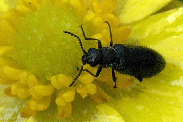 File:Tillus.elongatus.jpg