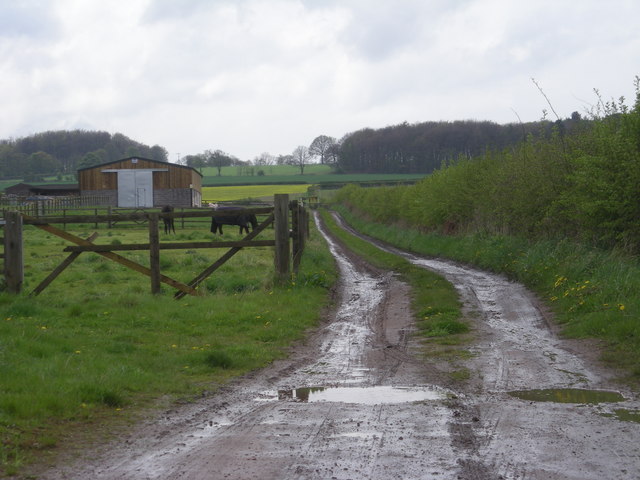 File:Track to a paddock - geograph.org.uk - 783491.jpg