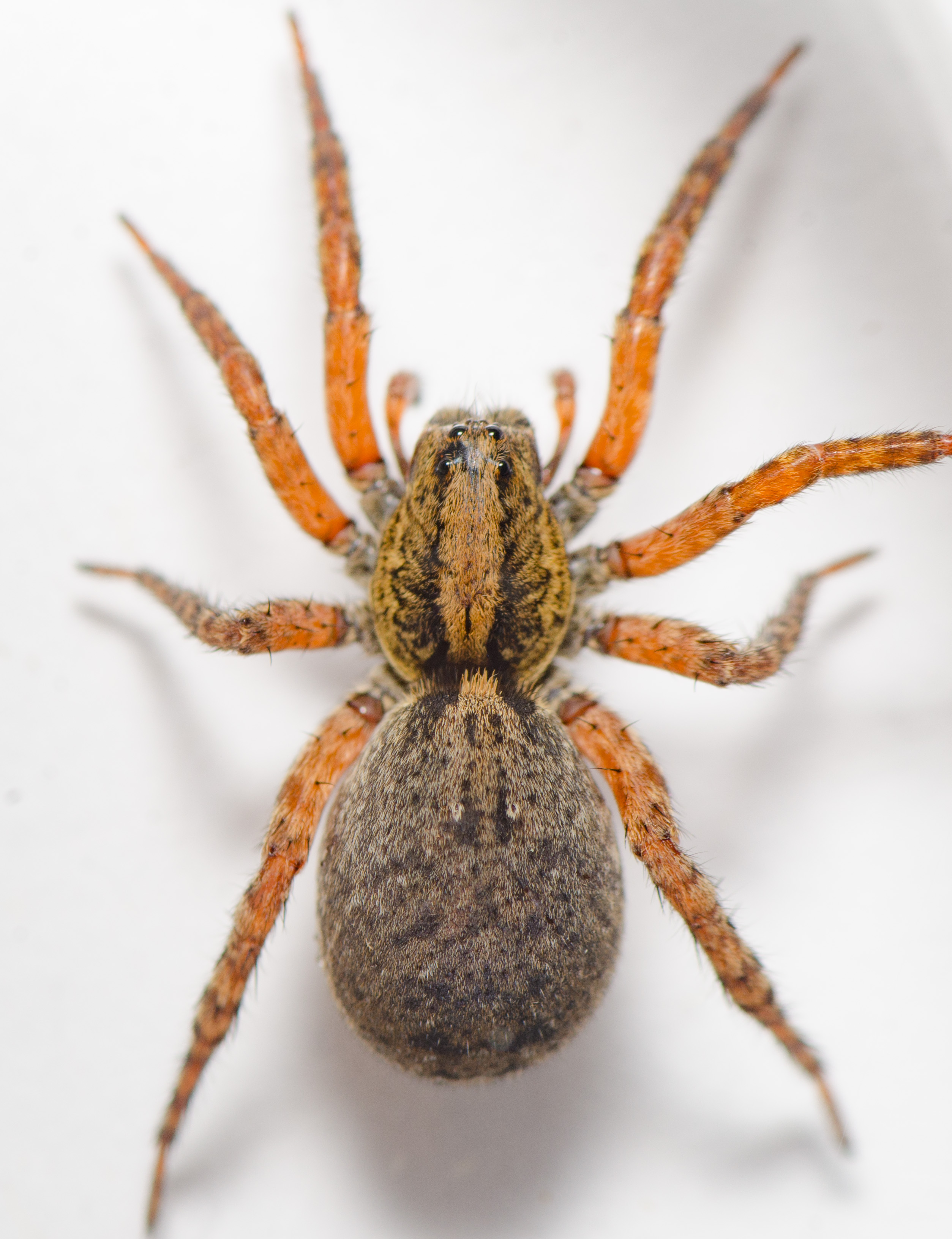 Wolf spider - Wikipedia