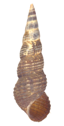 File:Tylomelania perfecta shell 3.png