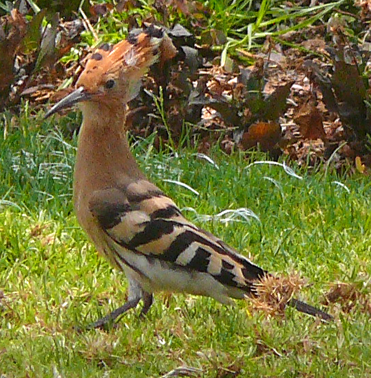 File:Upupa epops (Ramat Gan)001.jpg