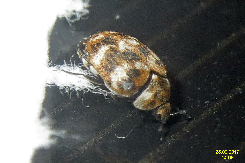 Carpet beetle - Wikipedia