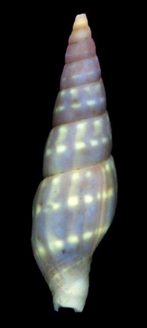 <i>Vexillum terebellum</i> Species of gastropod