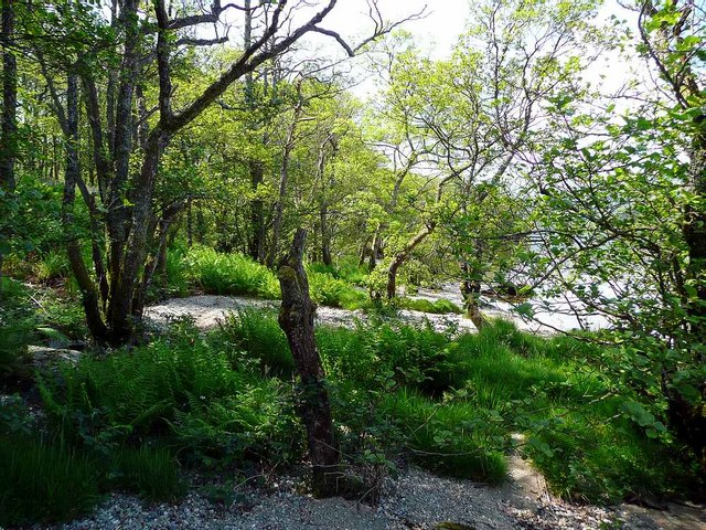 File:Woodland on Inchfad - geograph.org.uk - 1333153.jpg