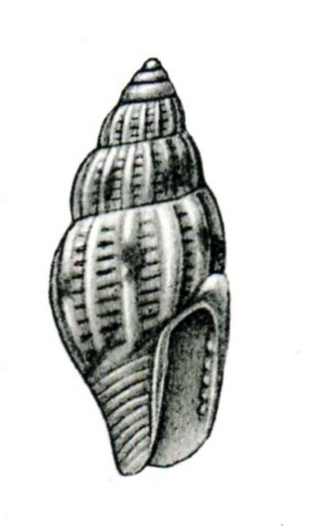 <i>Zafra fuscomaculata</i> Species of gastropod