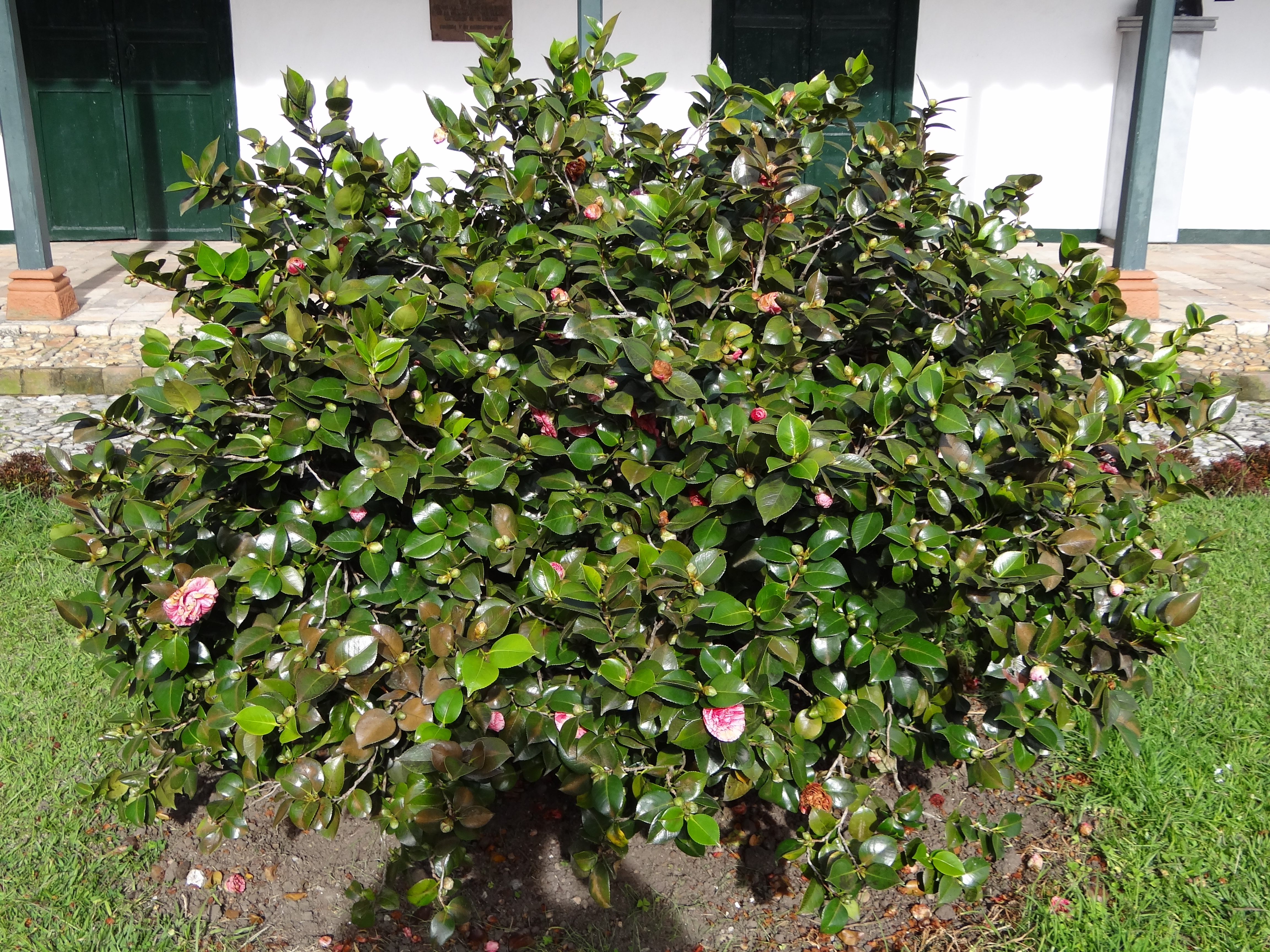 File:Árbol de Camelia, Patio de la Casa de la Convención. Rionegro  (Antioquia).  - Wikimedia Commons