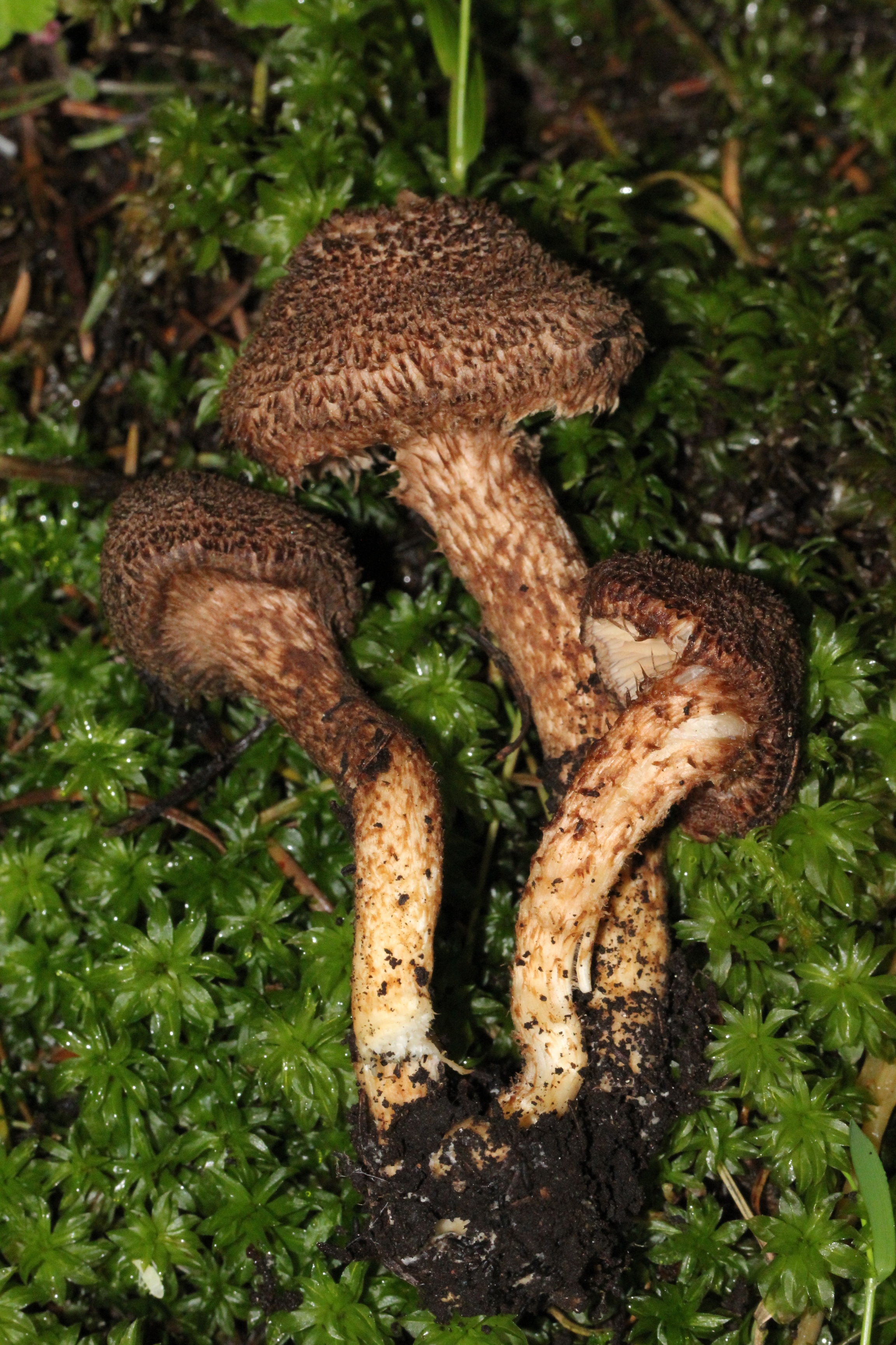 Inocybe haemacta