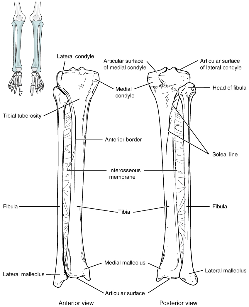 tibia and fibula posterior view